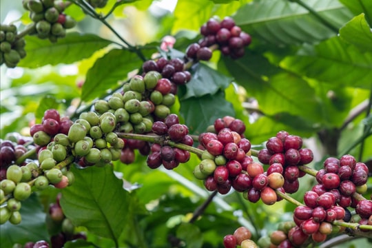 Giá cà phê hôm nay 16/8/2025: Tăng giá kỷ lục