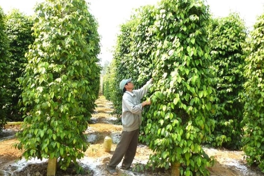 Giá tiêu hôm nay 16/8: Tăng cao, xuất khẩu sang Anh tăng đột biến