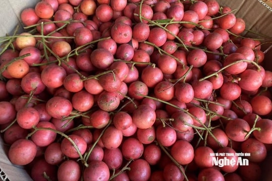 Mùa thu hái dâu da đỏ - đặc sản miền Tây Nghệ An