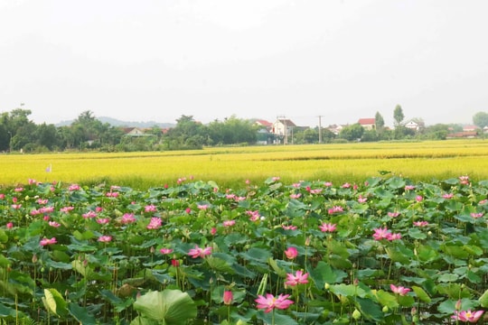 Thời tiết Nghệ An ngày 17/8: Mưa rào và dông vài nơi