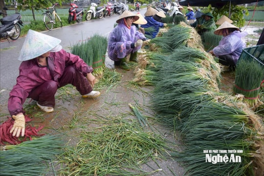 Thương lái chung tay cùng nông dân Nghệ An tiêu thụ rau thu hoạch non do ngập úng