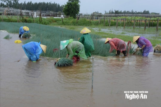 Rau ngập do mưa lớn, nông dân Nghệ An cấp tập thu hoạch chạy úng