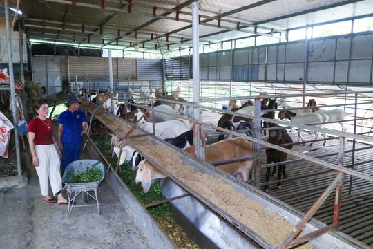 Kinh tế nông hộ: Vững vàng nhờ biết phòng hơn chống