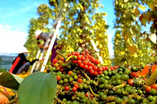 Giá tiêu hôm nay 20/8/2025: Giữ giá mức cao