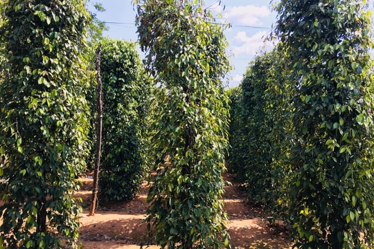 Giá tiêu hôm nay 22/8/2025: Bắt đầu tăng trở lại