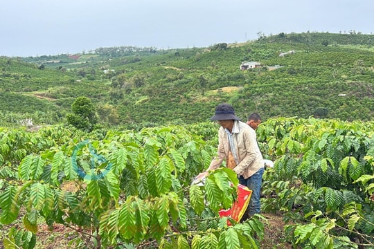 Giá cà phê hôm nay 23/8/2025: Tiếp đà tăng nhẹ