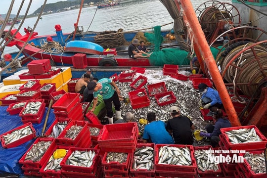 Trước bão số 5, ngư dân Nghệ An tất bật về bến, tiêu thụ hải sản