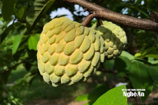 Được mùa na, nông dân Vinh Phú 'bỏ túi' hàng trăm triệu đồng