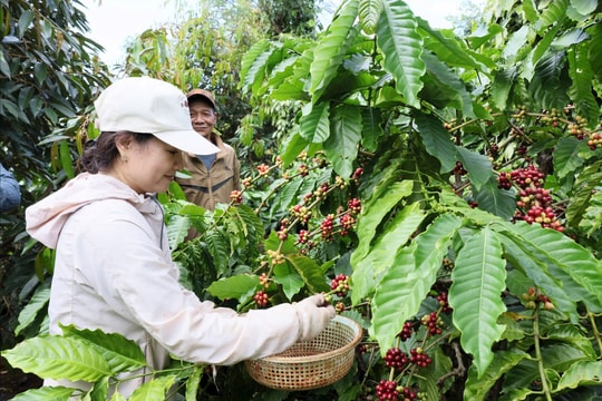 Giá cà phê hôm nay 25/8/2025: Cả tuần tăng mạnh