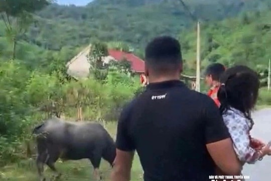 Bé gái 4 tuổi tử vong thương tâm do bị trâu hàng xóm húc