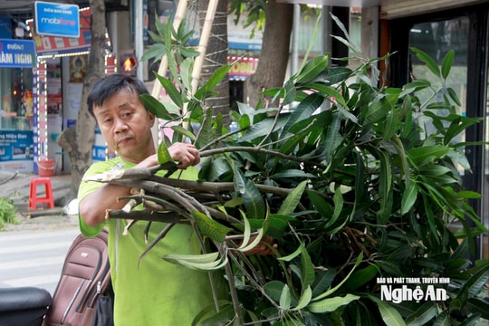 Người dân Nghệ An tấp cập cắt tỉa hàng loạt cây xanh trước thời điểm bão số 5 đổ bộ