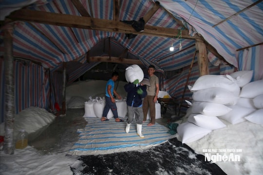 Người dân Nghệ An cấp tập di dời tài sản, thu hoạch nông sản, căng mình chống bão số 5