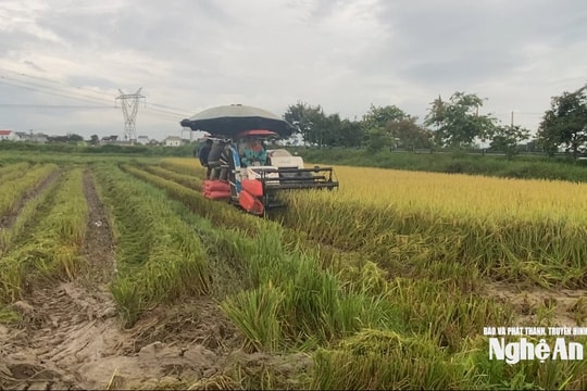 ‘Xanh nhà hơn già đồng’ nông dân Nghệ An khẩn trương thu hoạch lúa hè thu chạy bão số 5