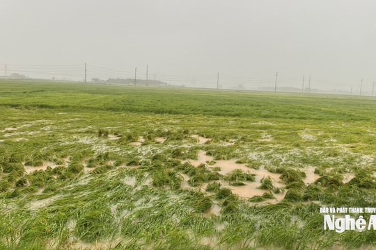 Hàng loạt diện tích lúa hè thu ở Nghệ An sắp thu hoạch bị đổ rạp, ngập trong nước