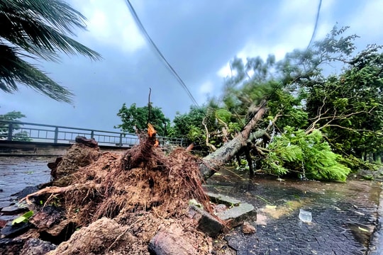 CẬP NHẬT: Bão số 5 quét qua Nghệ An, gió rít liên hồi, nhiều cây xanh ngã đổ