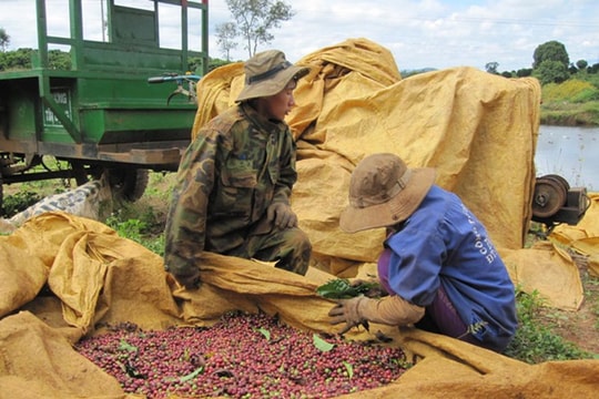 Giá cà phê hôm nay 26/8/2025: Quay đầu giảm mạnh
