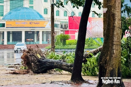 Bão số 5 khiến hàng loạt cây xanh ở Nghệ An bị gãy đổ