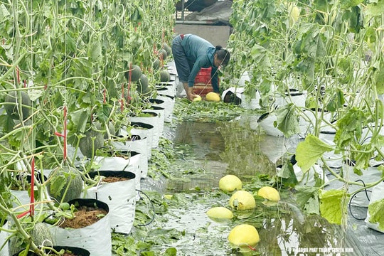 Sau bão số 5, nhà màng, nhà lưới ở Nghệ An hư hỏng nặng, nông dân thiệt hại hàng tỷ đồng