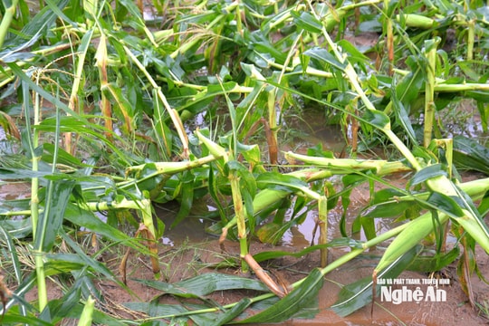 Nghệ An: Hàng ngàn hecta cây trồng, ao hồ thủy sản thiệt hại sau bão số 5