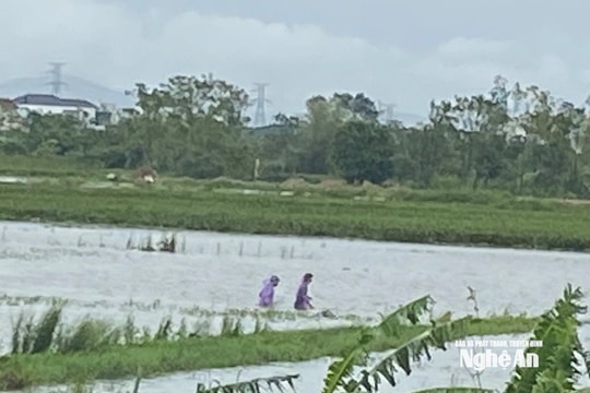 Nguy hiểm rình rập từ thói quen đánh bắt cá mùa lũ