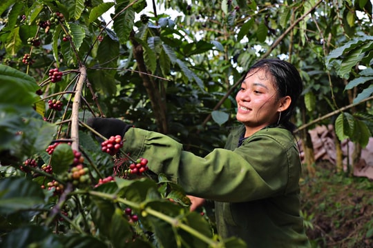 Giá cà phê hôm nay 27/8/2025: Chấm dứt đà tăng