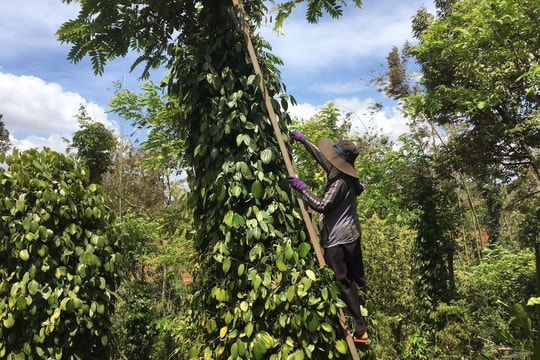 Giá tiêu hôm nay 27/8/2025: Duy trì đà tăng
