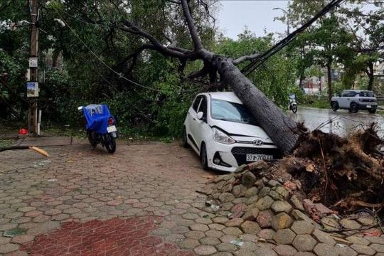 Nhiều ô tô ở Nghệ An bị cây đè do bão số 5