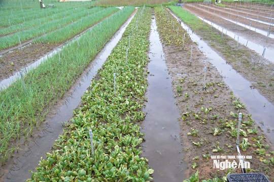 Vựa rau lớn nhất tỉnh Nghệ An chưa thể khôi phục sau bão số 5