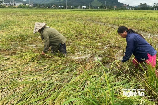 Nông dân Nghệ An đội mưa gặt tay, vớt vát lúa đổ rạp hư hỏng sau bão số 5