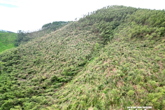 Hơn 200 ha keo non gãy đổ sau bão số 5, nông dân lao đao tìm lối thoát