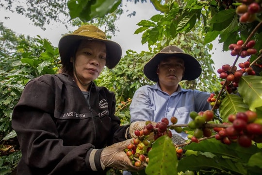 Giá cà phê hôm nay 29/8/2025: Tăng giá rất mạnh