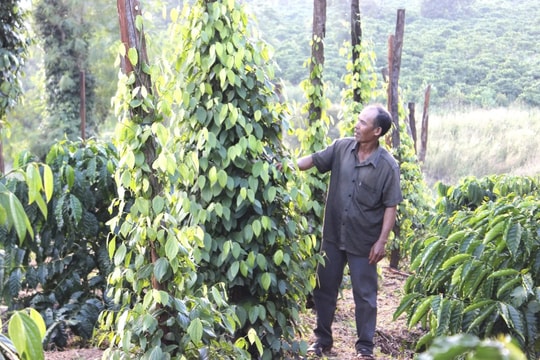 Giá tiêu hôm nay 29/8/2025: Tăng cao nhất 4 tháng qua