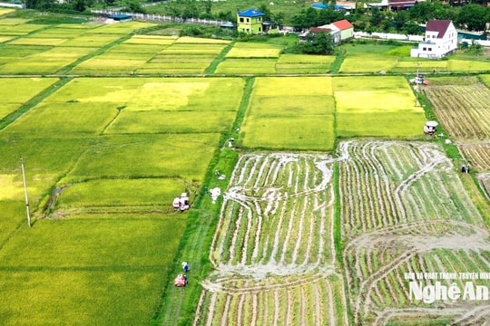 Lo áp thấp mạnh lên thành bão, nông dân Nghệ An tất bật thu hoạch lúa hè thu