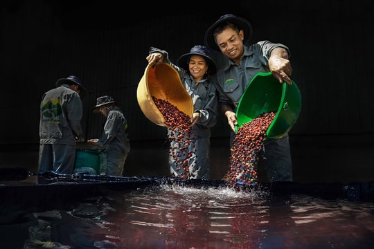 Giá cà phê hôm nay 30/8/2025: Quay đầu giảm mạnh