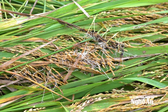 Nhiều diện tích lúa ở Nghệ An thất thu vì lúa nảy mầm trên ruộng