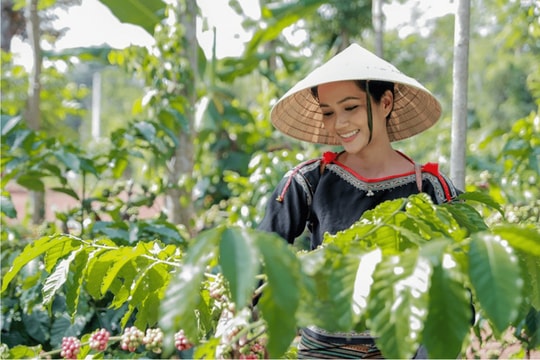 Giá cà phê hôm nay 3/9/2025: Quay đầu giảm mạnh