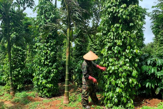 Giá tiêu hôm nay 3/9/2025: Tiếp tục tăng mạnh