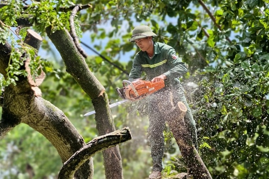 Nghệ An: Công nhân tăng ca xuyên lễ, ngày đêm thu dọn rác thải, cây xanh gãy đổ sau bão số 5