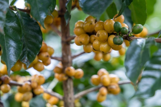 Giá cà phê hôm nay 4/9/2025: Giảm sập sàn vì mất niềm tin