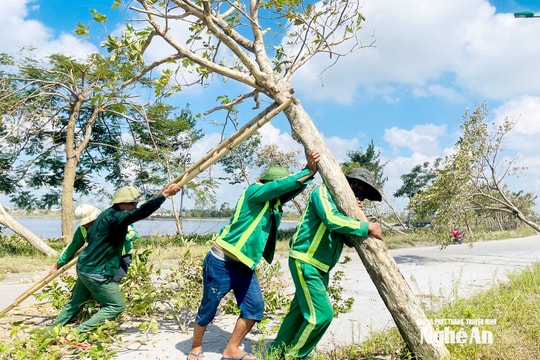 Tập trung phục hồi “lá phổi xanh” vùng ven đô sau bão