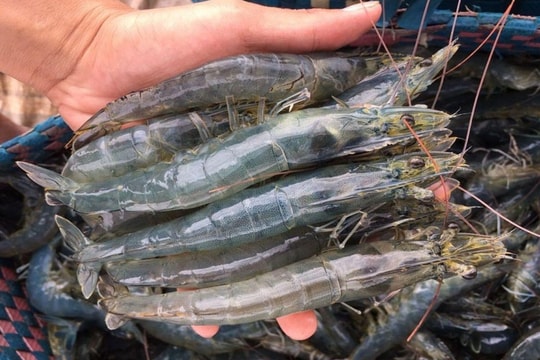 Mẹo đi chợ: 4 loại tôm tuyệt đối không nên mua nếu không muốn rước bệnh