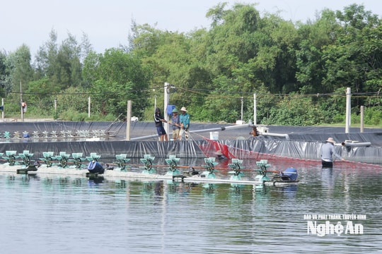 Đảm bảo bữa ăn an toàn từ nông trại: Nghệ An triển khai nhiều giải pháp