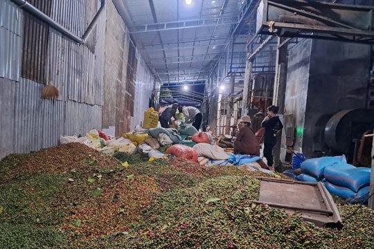 Giá cà phê hôm nay 8/9/2025: Trong nước giảm ít hơn thế giới