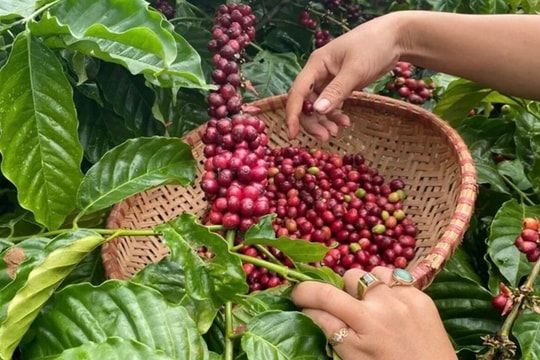 Giá tiêu hôm nay 9/9/2025: Việt Nam tăng nhập khẩu hồ tiêu