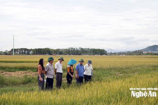 Phó Chủ tịch UBND tỉnh Nguyễn Văn Đệ kiểm tra tiến độ thu hoạch lúa hè thu