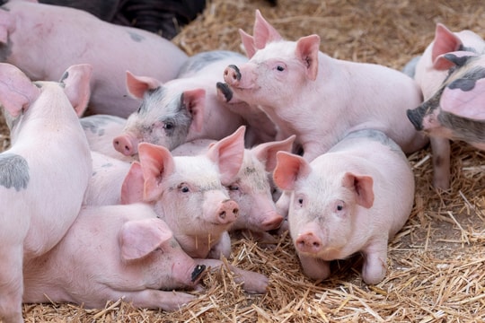 Giá heo hơi hôm nay 11/9: Nhiều địa phương đứng giá, Hải Phòng tăng nhẹ