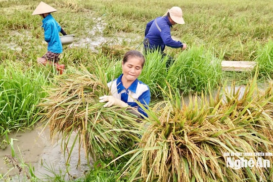 Nghệ An: Nhiều diện tích lúa hè thu mất mùa, giá giảm mạnh