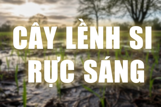 Truyện ngắn: Cây Lềnh si rực sáng