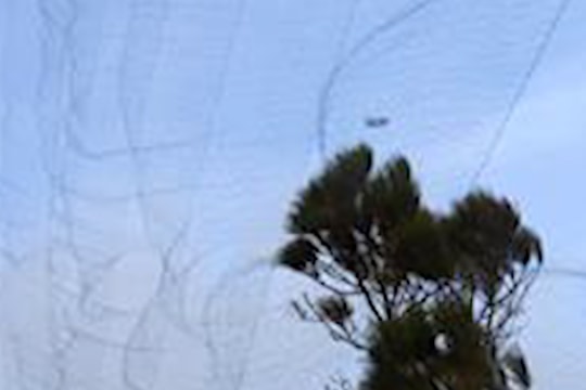 Báo động tình trạng săn bẫy bắt chim hoang dã nơi cửa biển Lạch Quèn