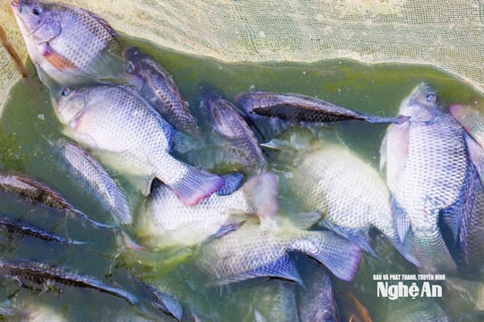 Giống cá rô phi mới giúp nông dân Nghệ An sinh lời từ ao đất